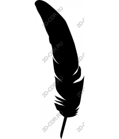  Elegant feather