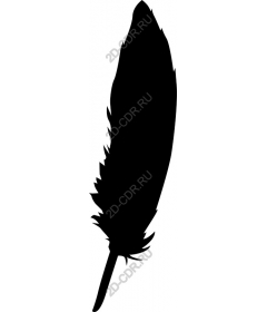  Elegant feather