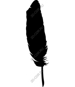  Elegant feather