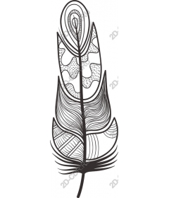  Elegant feather
