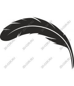  Elegant feather