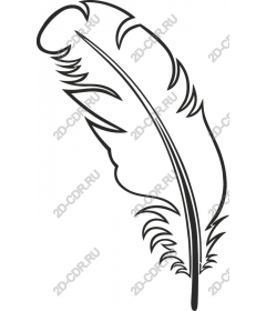 Elegant feather