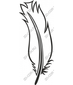  Elegant feather