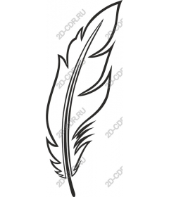  Elegant feather
