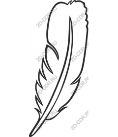  Elegant feather
