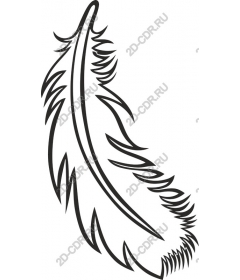  Elegant feather