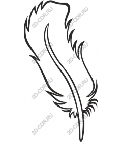  Elegant feather