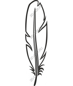  Elegant feather