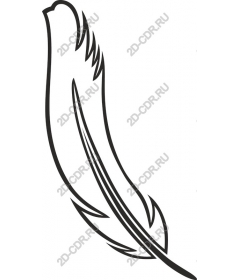  Elegant feather