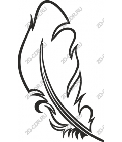  Elegant feather