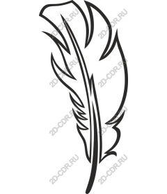  Elegant feather