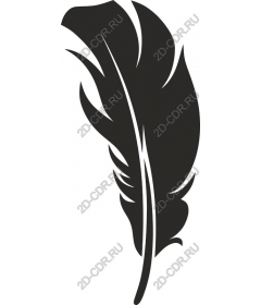  Elegant feather