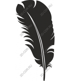  Elegant feather