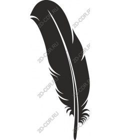  Black feather
