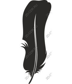  Black feather