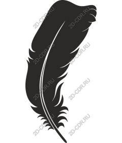  Elegant feather