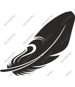  Elegant feather