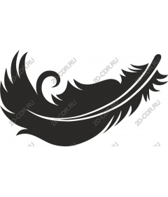  Elegant feather