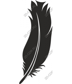  Elegant feather