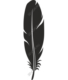  Elegant feather
