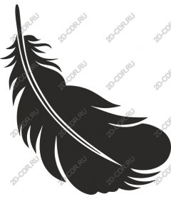  Elegant feather