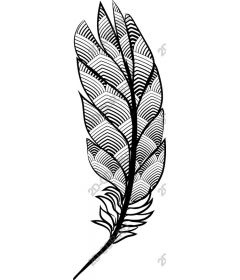  Black and white feathery sheet