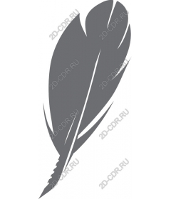  Elegant feather