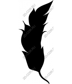  Elegant feather