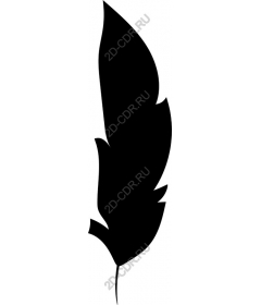  Elegant feather
