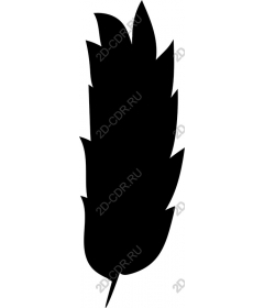  Elegant black feather