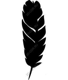  Elegant feather