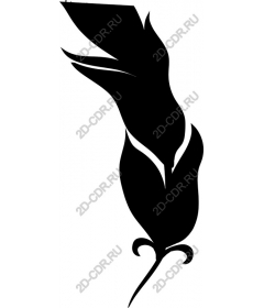  Elegant feather