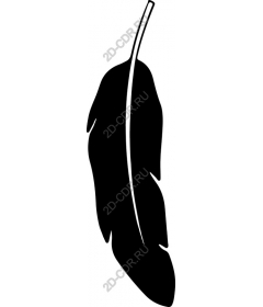  Elegant feather