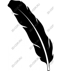  Elegant feather