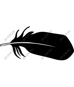  Elegant feather