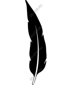  Elegant black feather