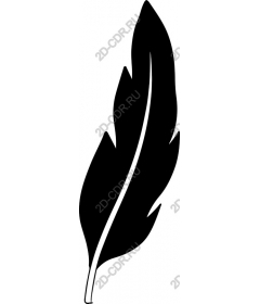  Elegant black feather