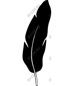  Unique feather