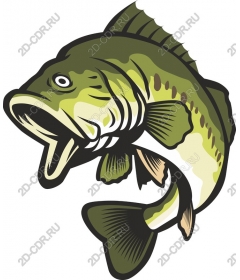 Majestic fish-bass