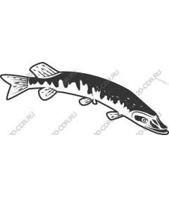 Graceful aquatic fish