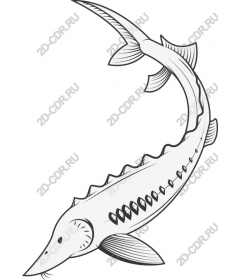  Stunning sturgeon