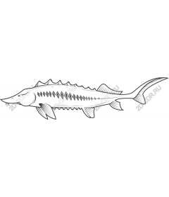  Sturgeon - Available