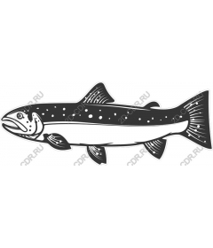  Trout