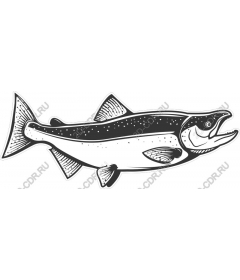  Stunning salmon in black and white