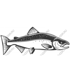 Trout