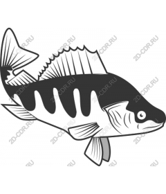 The elegance of water: fish premium