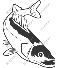  Premium fish