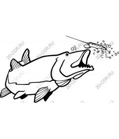  Fierce fish