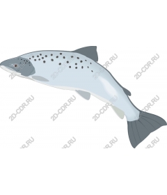 Salmon of the highest quality