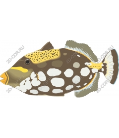  Bright saltwater fish